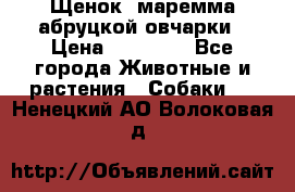 Щенок  маремма абруцкой овчарки › Цена ­ 50 000 - Все города Животные и растения » Собаки   . Ненецкий АО,Волоковая д.